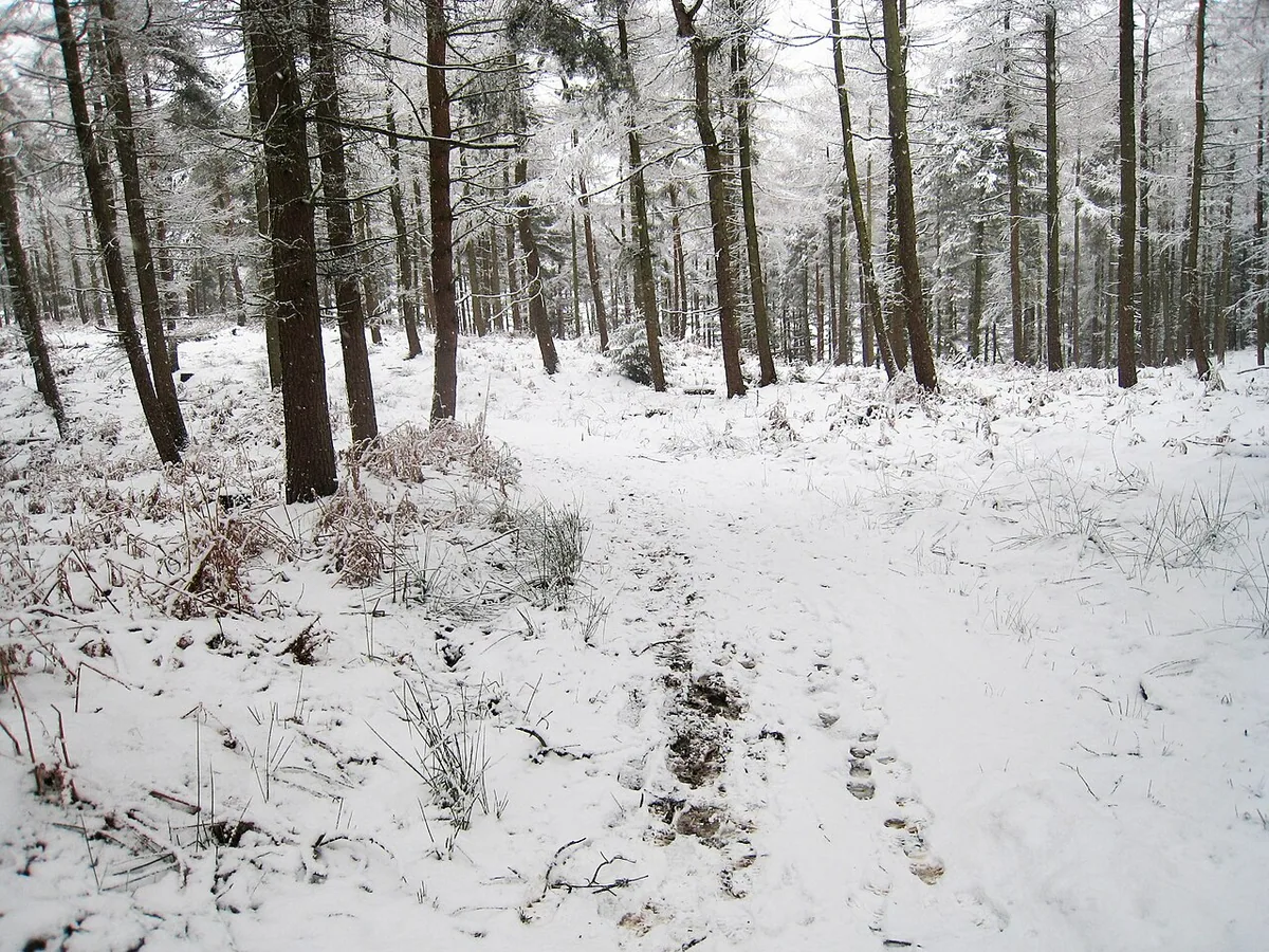 Footprints in the snow - geograph.org.uk - 1721133