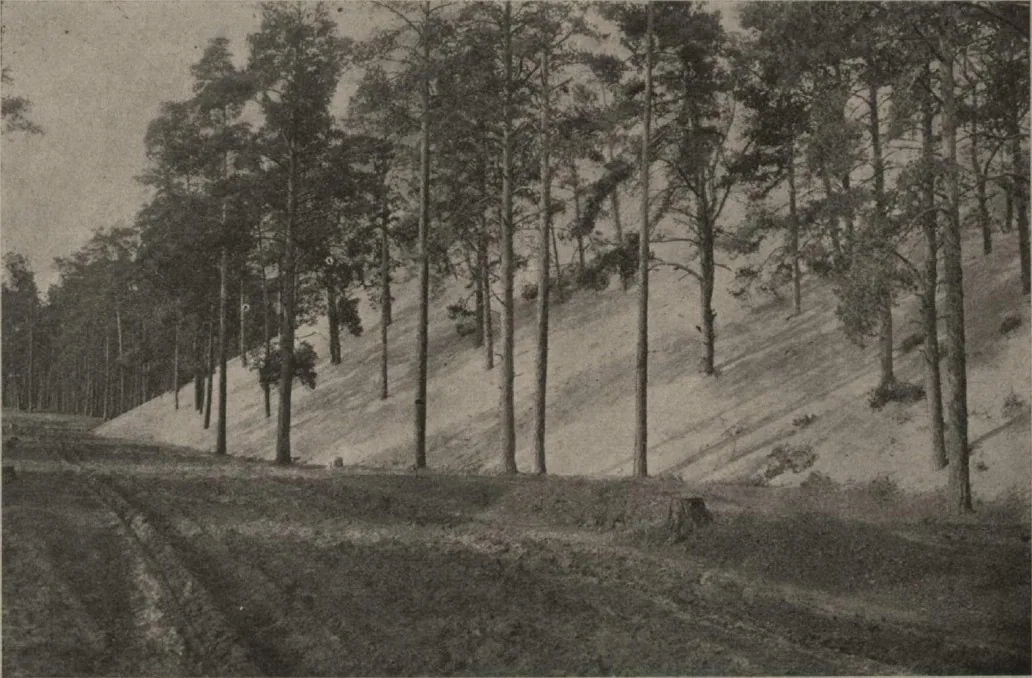 The shifting dune (Bākas Hill) burying the forest in Carnikava municipality